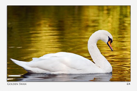 cisne